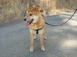 Dog-relaxed-on-leash | Best Pet Sitter in The Woodlands, Texas | Pawsitively Petsitting