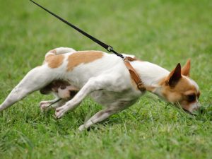 dog-pulling-on-leash | Best Pet Sitter in The Woodlands, Texas | Pawsitively Petsitting