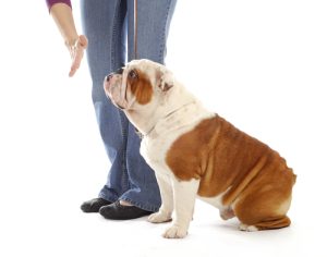 dog sitting on leash | Best Pet Sitter in The Woodlands, Texas | Pawsitively Petsitting
