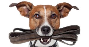 | Best Pet Sitter in The Woodlands, Texas | Pawsitively Petsitting