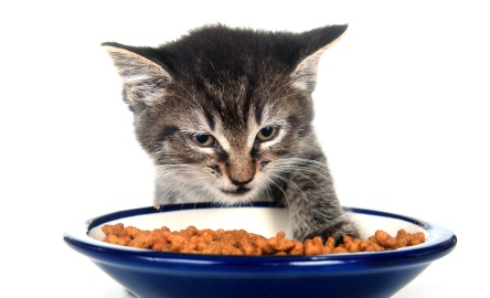 2 Reasons you should re-think feeding Dry Kibble in your Cat’s diet
