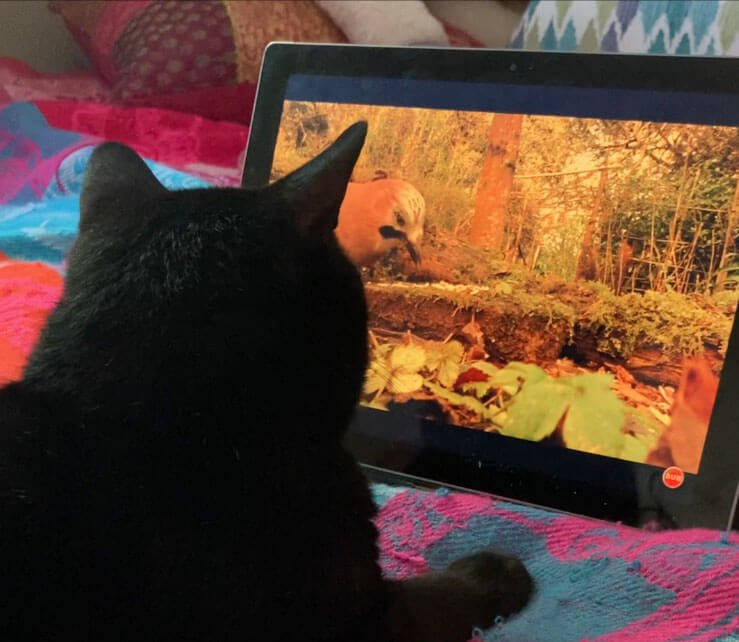 Will My Cat Watch TV?