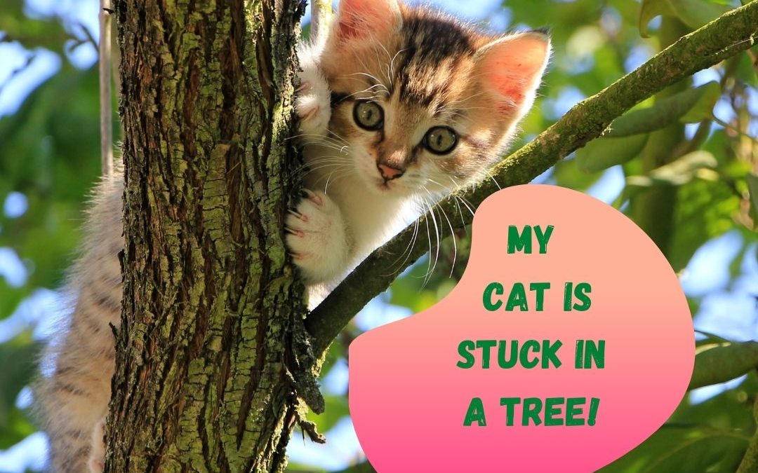 My Cat is Stuck in a Tree!